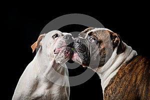 Two American Bulldogs, American Bulldog, Dogs plays with the ball