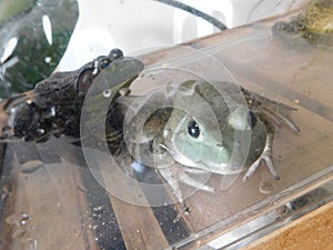 Two American Bullfrogs kept in a plastic tank on display