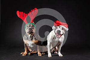 Two american bully female dogs wearing santa claus red hat and reindeer horns sitting at black background.