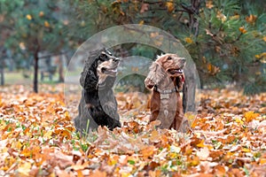 two American cocker spaniel dogs sitting under a pine tree among yellow fallen leaves in autumn