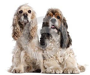 Two American Cocker Spaniels, 1 and 2 years old