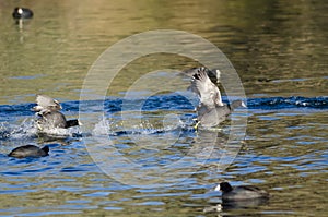 Two American Coots Engaged in a Fight on the Water