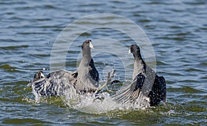 Two American Coots Fighting