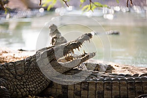 Two American crocodile