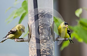 Two American Goldfinch birds eating birdseed at tube feeder