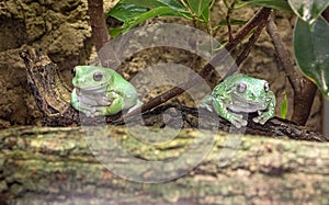 Two American Green Tree Frog, Hyla Cinerea, perched on a branch, against a soft green background. Wilhelma, Struttgart