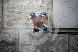 Two American kestrels, Falco sparverius, the smallest falcon