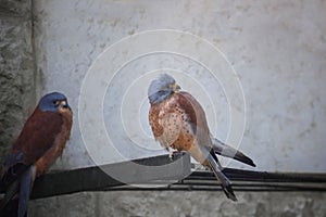 Two American kestrels, Falco sparverius, the smallest falcon. Portrait