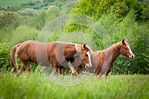 Two American Paint Horses on the meadow