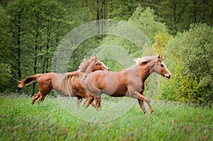 Two American Paint Horses running on the meadow