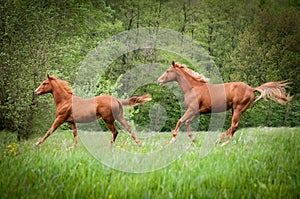 Two American Paint Horses running on the meadow