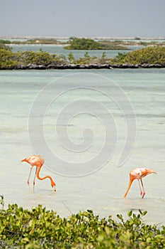 Two American pink flamingos feed in a lagoon on the island of Bonaire in the Caribbean