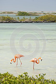 Two American pink flamingos search for food in a lagoon on the island of Bonaire in the Caribbean