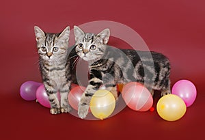 Two American Shorthair kitten with balloons