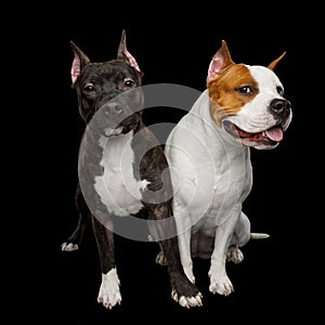 Two American Staffordshire Terrier Dogs Isolated on Black Background