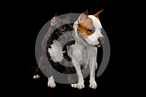 Two American Staffordshire Terrier Dogs Isolated on Black Background