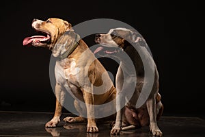 Two American Staffordshire Terrier Dogs Sitting together and touching paws on Isolated Black Background