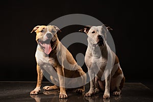 Two American Staffordshire Terrier Dogs Sitting together and touching paws on Isolated Black Background