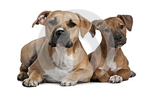 Two American Staffordshire terriers, 4 months