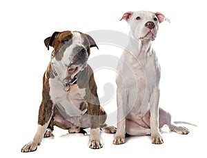 Two american stafforshire terrier