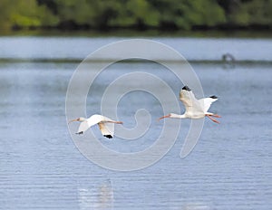 Two American white ibis, binomial name Eudocimus albus, flying low over the surface of Chokoloskee Bay in Florida.