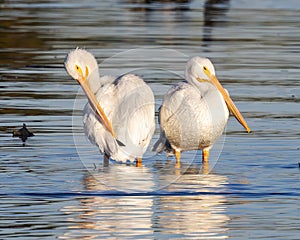 Two American white pelican, binomial name Pelecanus erythrorhynchos, standing in White Rock Lake in Dallas, Texas.