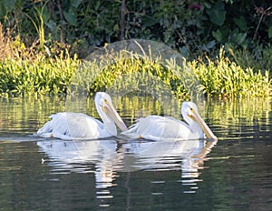 Two American white pelican, binomial name Pelecanus erythrorhynchos, swimming in White Rock Lake in Dallas, Texas.