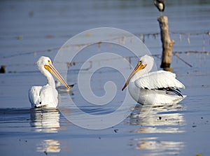 Two American white Pelican Pelicanus erythrorhynchos swimming in Lake