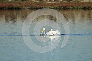 Two American white pelicans swimming in the Bolsa Chica Wetlands in California