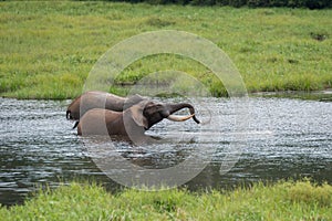Two amicable elephant playing in the water Republic of the Congo