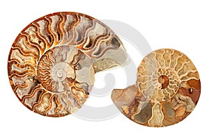 Two ammonites