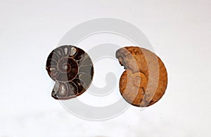 Two ammonites close up. Ã¢ââ2