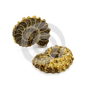 Two ammonites
