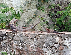 Two amphibious Iguana