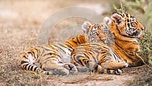 Two Amur tiger cub lie on straw