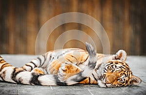 Two Amur tiger cub plays with its mother's tail