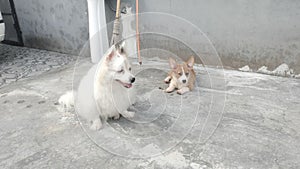 Two anabuls so cute, young puppies