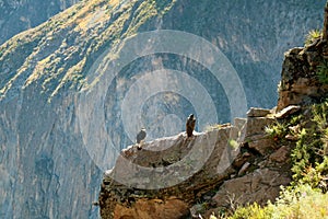 Two Andean Condors Perching on the Cliff of Colca Canyon, the Famous Spot for Watching Andean Condor Birds, Arequipa Region, Peru