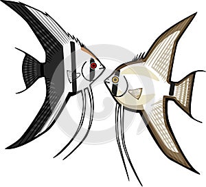 Two Angelfish photo