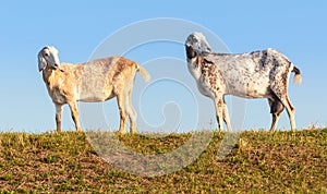 Two Anglo-Nubian goats on a Dutch in early morning light.