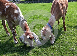 Two Anglo Nubian Goats eating grass.