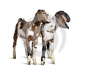 Two Anglo-Nubian goats, isolated