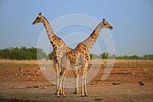 Two  Angolan giraffes, Giraffa giraffa angolensis, also known as Namibian giraffe, standing heads apart next to waterhole. Safari photo