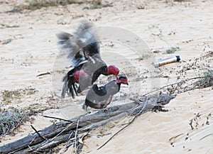 Two black roosters fight on sandy ground