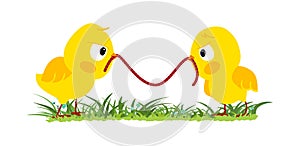 Two angry chicks fighting for a worm