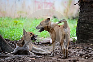 Two angry dogs fighting