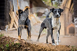 Two angry guard dogs