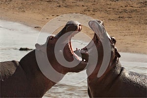 Two angry huge fighting hippopotamus.