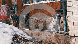 Two Angry Little Guard Dogs on a Chain Behind the Fence on the Backyard Barks at People in Winter