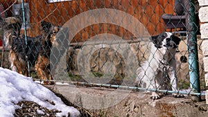 Two Angry Little Guard Dogs on a Chain Behind the Fence on the Backyard Barks at People in Winter